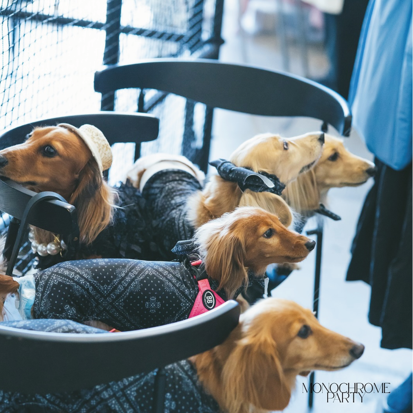 オフ会/イベント